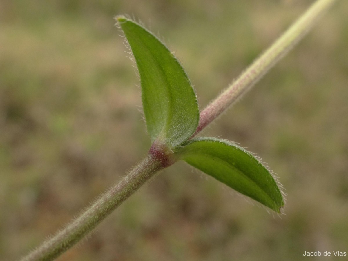 Cerastium fontanum Baumg.